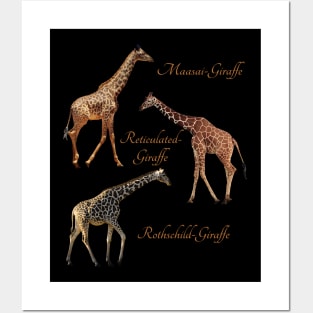 3 Giraffe - Species in Kenya / Africa Posters and Art